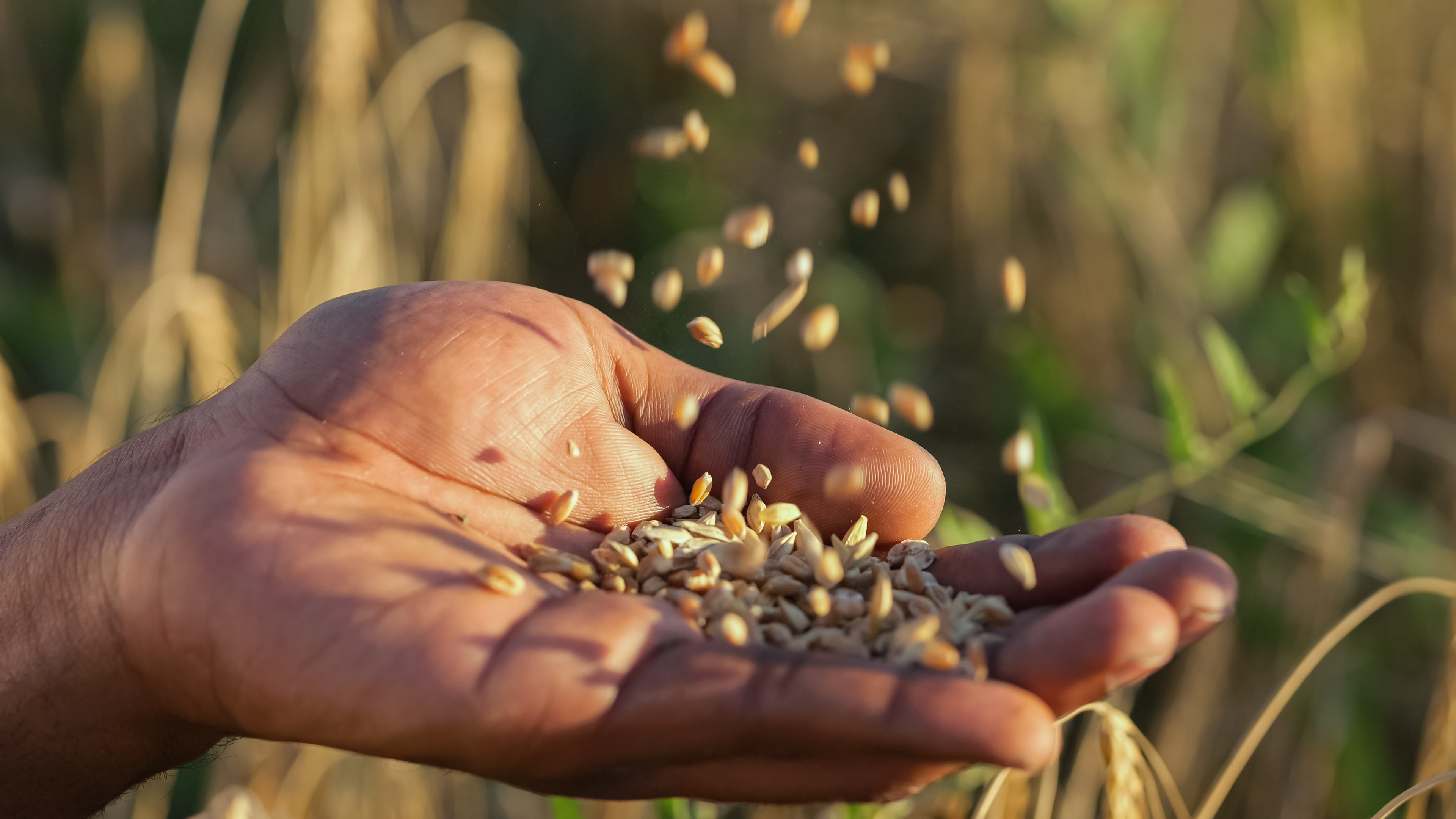 Grain in hand